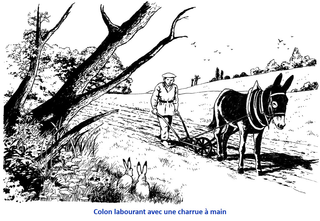 Les résultats agricoles de la colonie